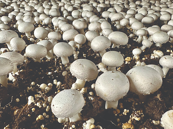 low angle photograph of a batch of mushrooms growing out of the ground